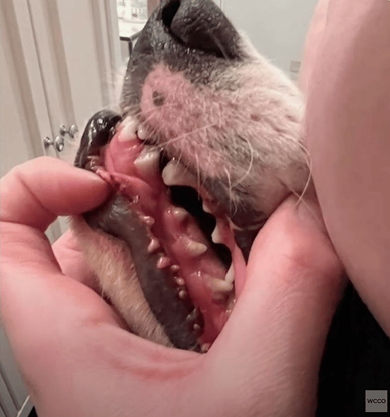 Nine Dogs Dead, Nine More Tortured: Boarding Facility Horror Sparks Outrage